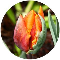 Tulpe-im-Regen.jpg